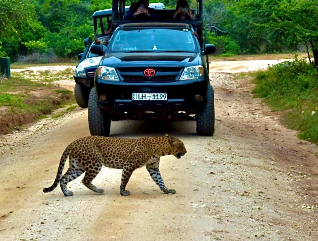 Yala Safari Village Maha Akurugoda エクステリア 写真